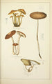Histoire naturelle des champignons Pl21 - Guillaume Sicard — widok dzieła
