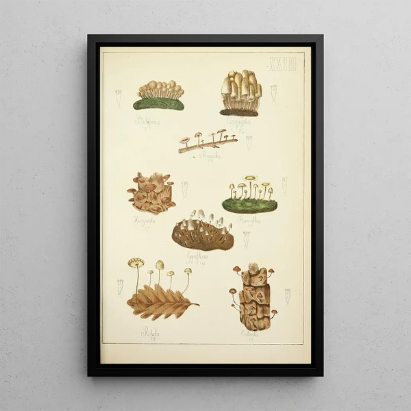 Histoire naturelle des champignons Pl23 - Guillaume Sicard — oprawiony obraz na ścianie