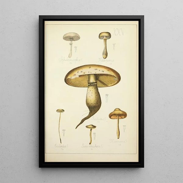 Histoire naturelle des champignons Pl25 - Guillaume Sicard — oprawiony obraz na ścianie