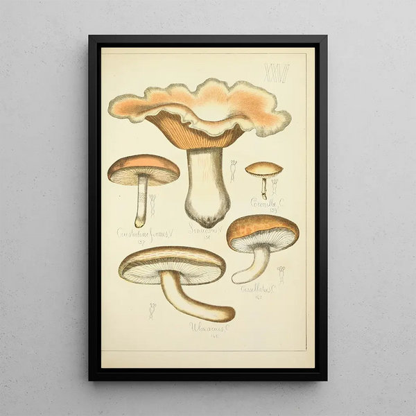 Histoire naturelle des champignons Pl26 - Guillaume Sicard — oprawiony obraz na ścianie