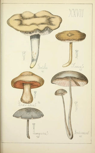 Guillaume Sicard - Histoire naturelle des champignons Pl27.webp