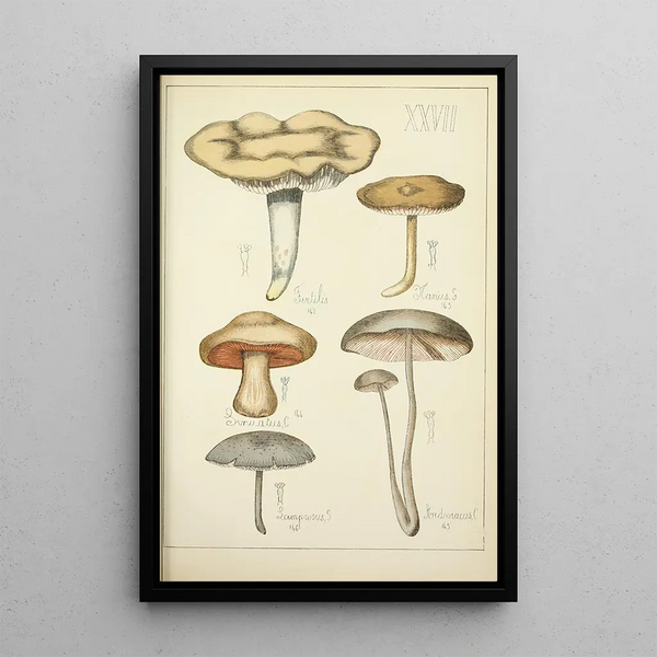 Histoire naturelle des champignons Pl27 - Guillaume Sicard — oprawiony obraz na ścianie