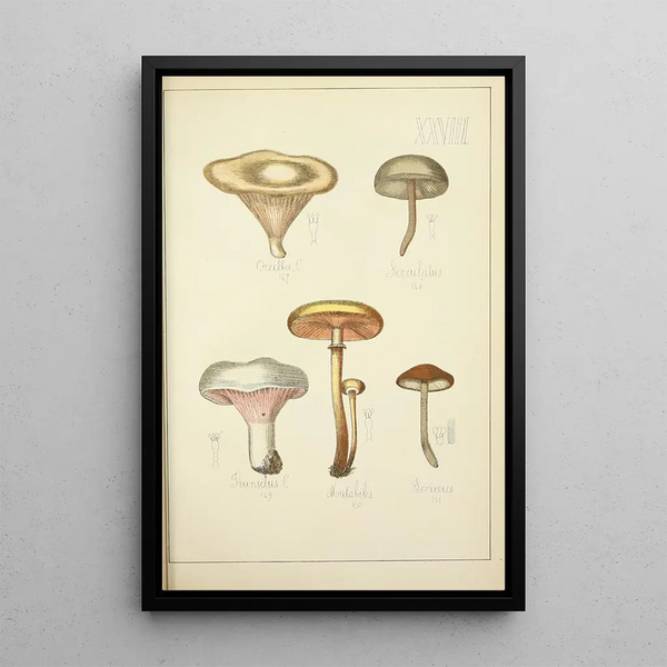 Histoire naturelle des champignons Pl28 - Guillaume Sicard — oprawiony obraz na ścianie