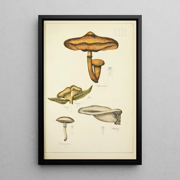 Histoire naturelle des champignons Pl29 - Guillaume Sicard — oprawiony obraz na ścianie