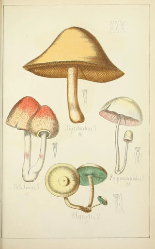 Guillaume Sicard - Histoire naturelle des champignons Pl30.webp