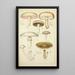 Histoire naturelle des champignons Pl32 - Guillaume Sicard — oprawiony obraz na ścianie