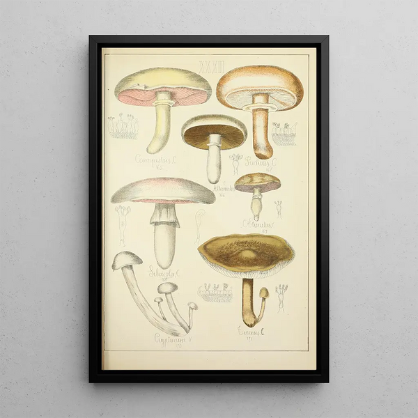 Histoire naturelle des champignons Pl32 - Guillaume Sicard — oprawiony obraz na ścianie