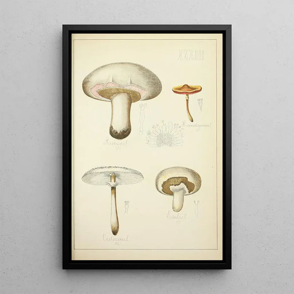 Histoire naturelle des champignons Pl33 - Guillaume Sicard — oprawiony obraz na ścianie