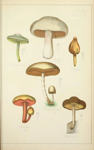 Guillaume Sicard - Histoire naturelle des champignons Pl34.webp
