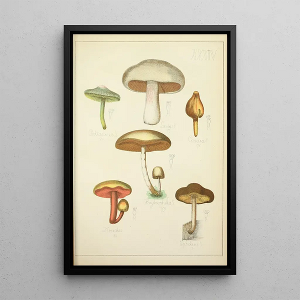 Histoire naturelle des champignons Pl34 - Guillaume Sicard — oprawiony obraz na ścianie