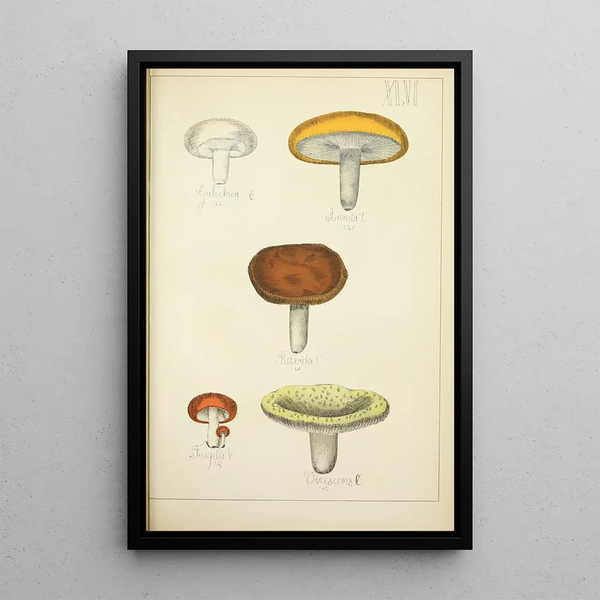 Histoire naturelle des champignons Pl46 - Guillaume Sicard — oprawiony obraz na ścianie
