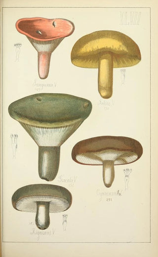 Guillaume Sicard - Histoire naturelle des champignons Pl47.webp