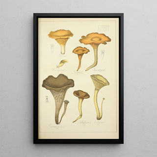 Guillaume Sicard - Histoire naturelle des champignons Pl48.webp