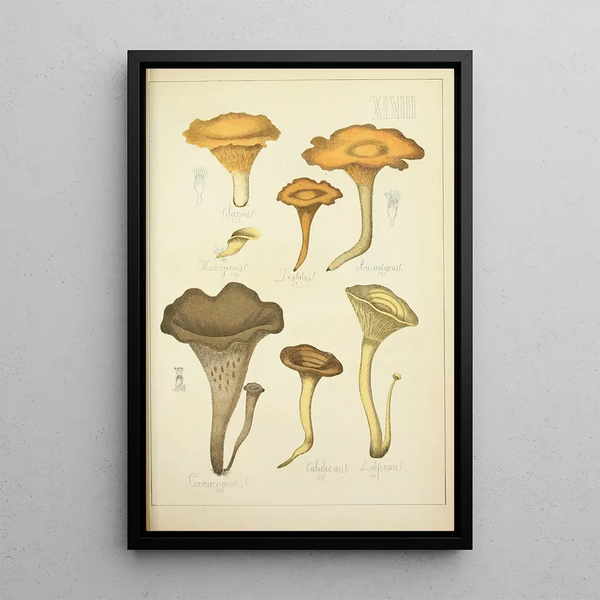 Histoire naturelle des champignons Pl48 - Guillaume Sicard — oprawiony obraz na ścianie