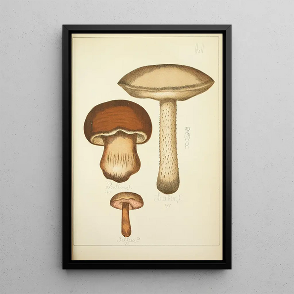 Histoire naturelle des champignons Pl51 - Guillaume Sicard — oprawiony obraz na ścianie