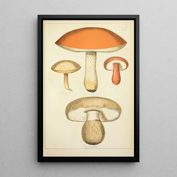 Histoire naturelle des champignons Pl52 - Guillaume Sicard — oprawiony obraz na ścianie