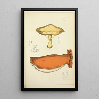 Guillaume Sicard - Histoire naturelle des champignons Pl54.webp