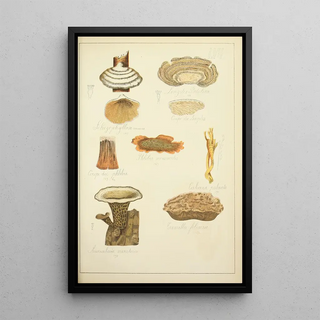 Guillaume Sicard - Histoire naturelle des champignons Pl57.webp