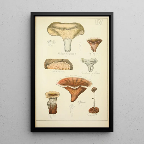 Histoire naturelle des champignons Pl58 - Guillaume Sicard — oprawiony obraz na ścianie