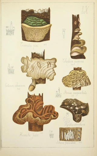 Guillaume Sicard - Histoire naturelle des champignons Pl60.webp