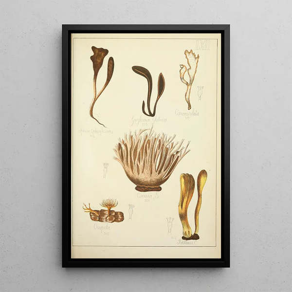 Histoire naturelle des champignons Pl62 - Guillaume Sicard — oprawiony obraz na ścianie
