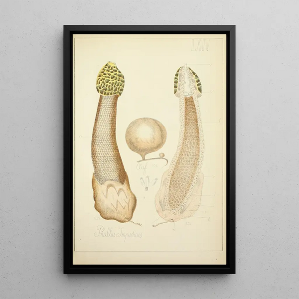 Histoire naturelle des champignons Pl64 - Guillaume Sicard — oprawiony obraz na ścianie