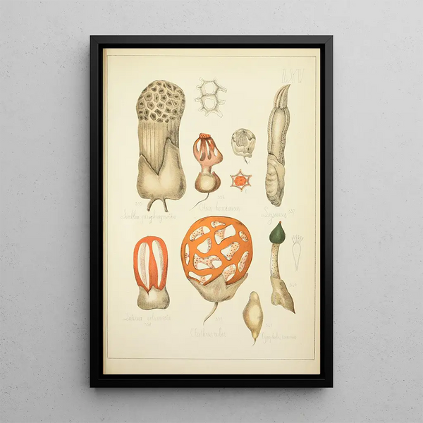 Histoire naturelle des champignons Pl65 - Guillaume Sicard — oprawiony obraz na ścianie