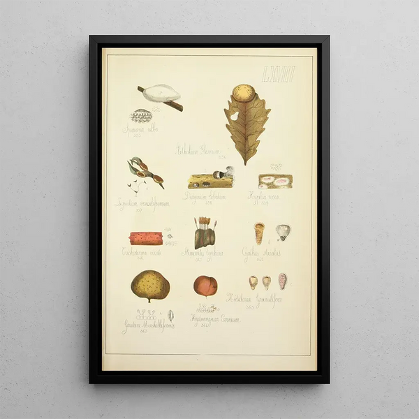 Histoire naturelle des champignons Pl68 - Guillaume Sicard — oprawiony obraz na ścianie
