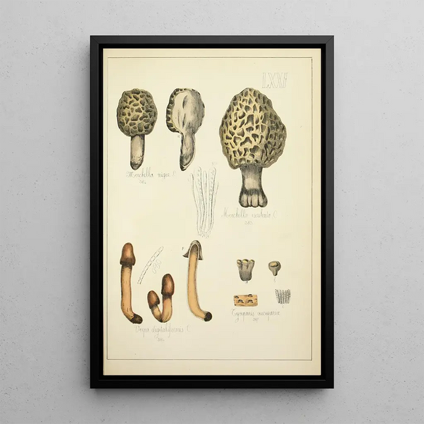 Histoire naturelle des champignons Pl71 - Guillaume Sicard — oprawiony obraz na ścianie