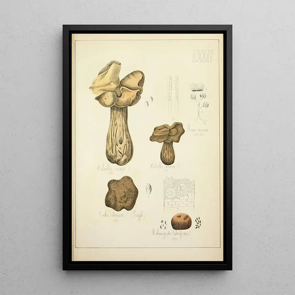Histoire naturelle des champignons Pl72 - Guillaume Sicard — oprawiony obraz na ścianie