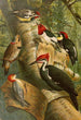 Le monde des oiseaux nord-américains pl01 - Gustav Mützel — widok dzieła