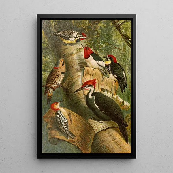 Gustav Mutzel - Die Nordamerikanische Vogelwelt pl01.webp