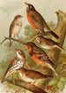 Le monde des oiseaux nord-amerykańskich pl02 - Gustav Mützel — widok dzieła
