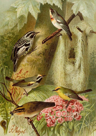Gustav Mutzel - Die Nordamerikanische Vogelwelt pl12.webp