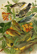 Le monde des oiseaux nord-américains pl14 - Gustav Mützel — widok dzieła