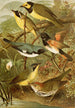 Le monde des oiseaux nord-amerykańskich pl15 - Gustav Mützel — widok dzieła