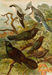 Le monde des oiseaux nord-amerykańskich pl18 - Gustav Mützel — widok dzieła
