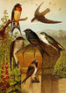 Le monde des oiseaux nord-amerykańskich pl19 - Gustav Mützel — widok dzieła