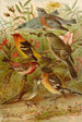 Le monde des oiseaux nord-amerykańskich pl21 - Gustav Mützel — widok dzieła