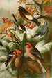 Le monde des oiseaux nord-amerykańskich pl22 - Gustav Mützel — widok dzieła