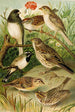 Le monde des oiseaux nord-américains pl24 - Gustav Mützel — widok dzieła