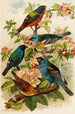 Le monde des oiseaux nord-américains pl28 - Gustav Mützel — widok dzieła