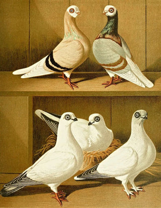 Gustav Prtz - AltPreussische WeisskopfTmmler.webp