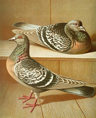 Gustav Prtz - C Coburgensis.webp