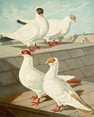 Gustav Prtz - C Occipitalis.webp