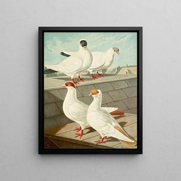 Gustav Prtz - C Occipitalis.webp