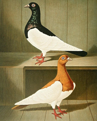Gustav Prtz - C Pica.webp