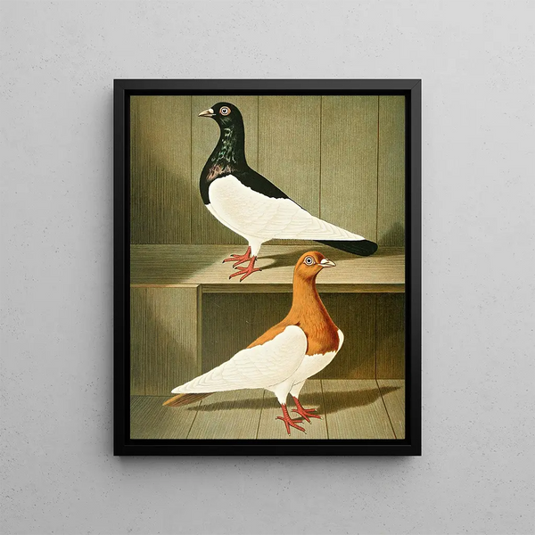 Gustav Prtz - C Pica.webp
