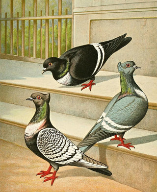 Gustav Prtz - C Sturnicollis.webp
