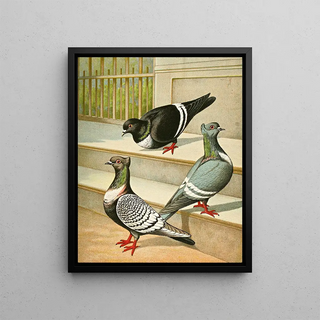 Gustav Prtz - C Sturnicollis.webp